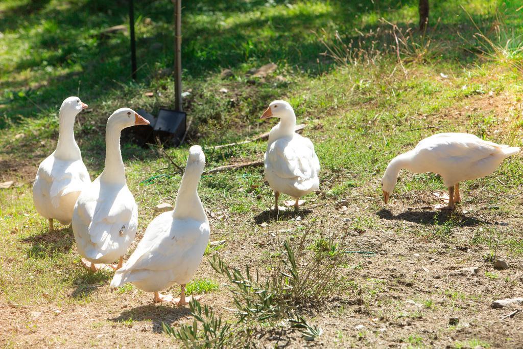 Agriturismo La Coccinella Valfabbrica Luaran gambar